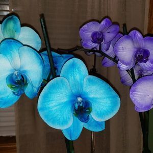 Meet your Posher, Robin